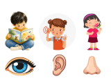 Je peux associer chaque organe sensoriel à son sens (yeux/vue, oreilles/ouïe…).