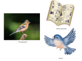 Je peux reconnaître et nommer différents types d'images.